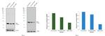 NME1/NME2 Antibody in Western Blot (WB)