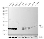 NME1/NME2 Antibody in Western Blot (WB)