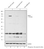 MDA5 Antibody