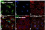 MDA5 Antibody in Immunocytochemistry (ICC/IF)