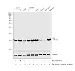 MIF Antibody