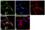 MIF Antibody in Immunocytochemistry (ICC/IF)