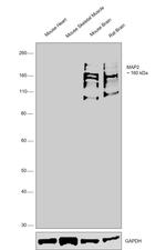 MAP2 Antibody