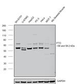 FTO Antibody in Western Blot (WB)