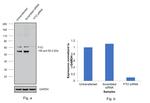 FTO Antibody in Western Blot (WB)