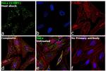 G3BP1 Antibody