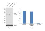 G3BP1 Antibody in Western Blot (WB)