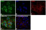 PLCG1 Antibody in Immunocytochemistry (ICC/IF)