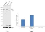 PLCG1 Antibody in Western Blot (WB)