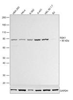 RSK1 Antibody in Western Blot (WB)