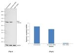 RSK1 Antibody