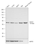 BAF57 Antibody in Western Blot (WB)