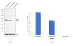 BAF57 Antibody