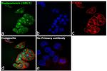 Nucleostemin Antibody in Immunocytochemistry (ICC/IF)