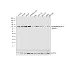 Nucleostemin Antibody in Western Blot (WB)