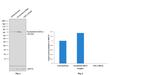 Nucleostemin Antibody in Western Blot (WB)