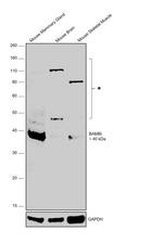 BAMBI Antibody in Western Blot (WB)