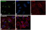 GRASP65 Antibody in Immunocytochemistry (ICC/IF)