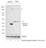 Fetuin A Antibody in Western Blot (WB)