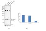 14-3-3 sigma Antibody in Western Blot (WB)