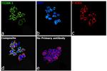 TRIF Antibody in Immunocytochemistry (ICC/IF)