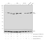 Cdc6 Antibody in Western Blot (WB)