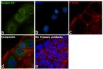 SERPINH1 Antibody in Immunocytochemistry (ICC/IF)