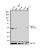 SERPINH1 Antibody in Western Blot (WB)