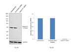 SERPINH1 Antibody in Western Blot (WB)