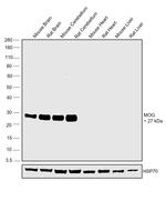 MOG Antibody in Western Blot (WB)