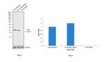 FXN Antibody