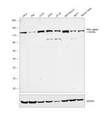 DNA Ligase I Antibody in Western Blot (WB)