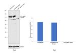 DNA Ligase I Antibody in Western Blot (WB)