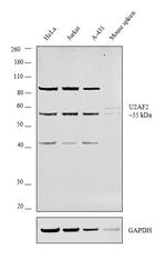 U2AF2 Antibody in Western Blot (WB)