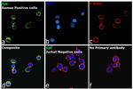 Syk Antibody in Immunocytochemistry (ICC/IF)