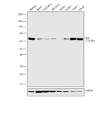 Syk Antibody in Western Blot (WB)