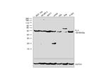 FLI1 Antibody in Western Blot (WB)