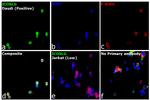 CD275 (B7-H2) Antibody