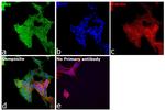 KHK Antibody in Immunocytochemistry (ICC/IF)