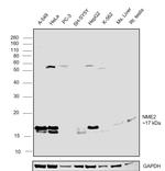 NME2 Antibody in Western Blot (WB)