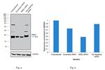 NME2 Antibody in Western Blot (WB)