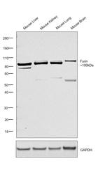 Furin Antibody in Western Blot (WB)