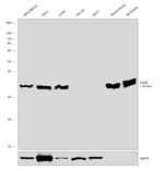 LDHB Antibody