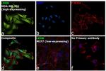 LDHB Antibody in Immunocytochemistry (ICC/IF)