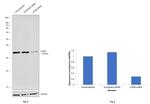 LDHB Antibody in Western Blot (WB)