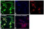 PLCG1 Antibody in Immunocytochemistry (ICC/IF)