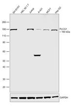 PLCG1 Antibody in Western Blot (WB)