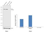 PLCG1 Antibody in Western Blot (WB)