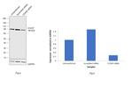 CD2AP Antibody in Western Blot (WB)