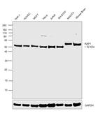 RAP1 Antibody in Western Blot (WB)